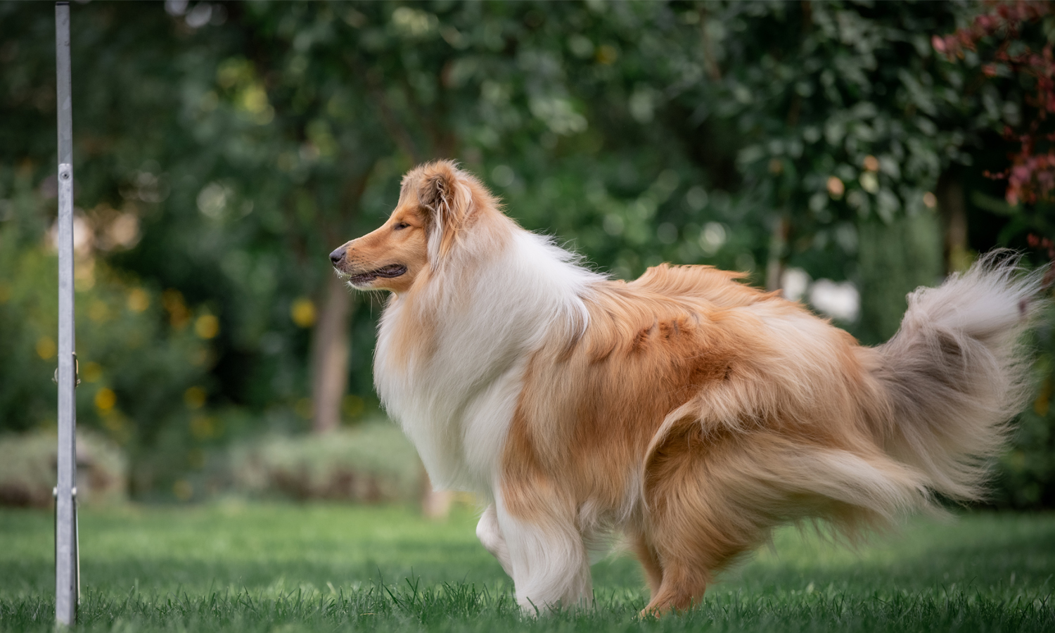 Agility Red Caroline Rough Collie Kennel